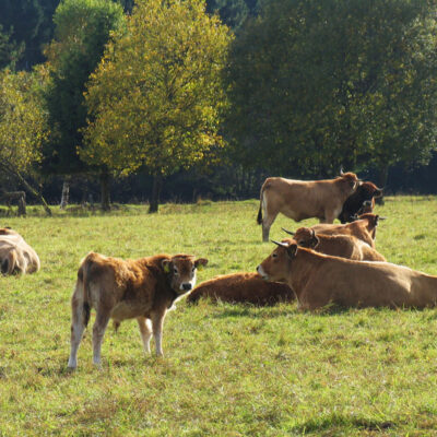 Braten von oberfränkischen Weiderindern