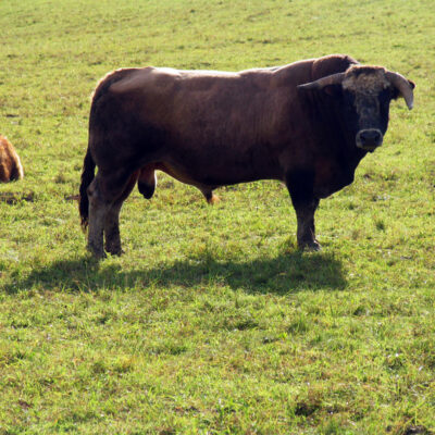 Braten von oberfränkischen Weiderindern