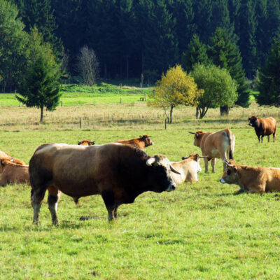 Braten von oberfränkischen Weiderindern