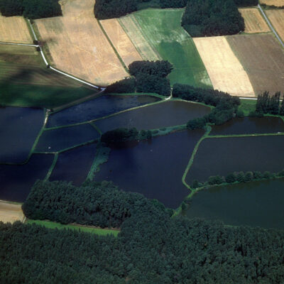 Fisch aus oberfränkischen Teichen