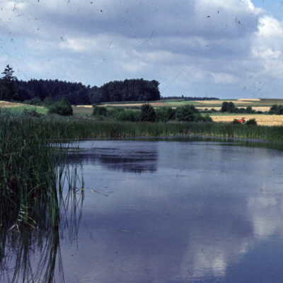 Fisch aus oberfränkischen Teichen