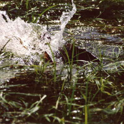 Fisch aus oberfränkischen Teichen