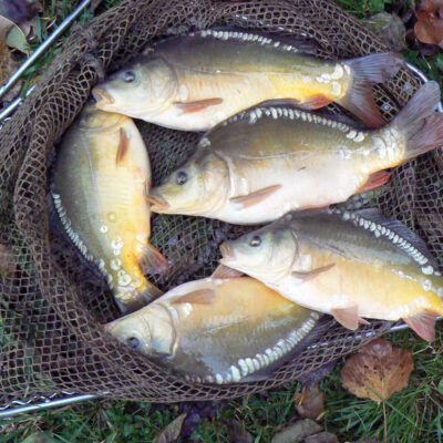 Fisch aus oberfränkischen Teichen