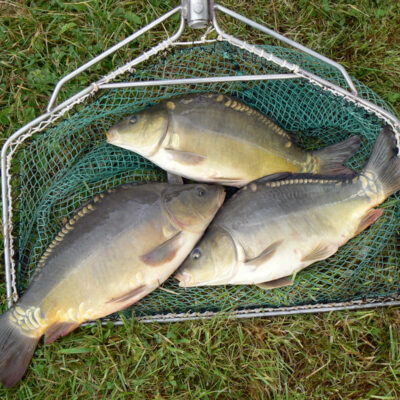 Fisch aus oberfränkischen Teichen