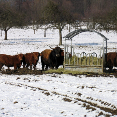 Frankenwald Weiderinder