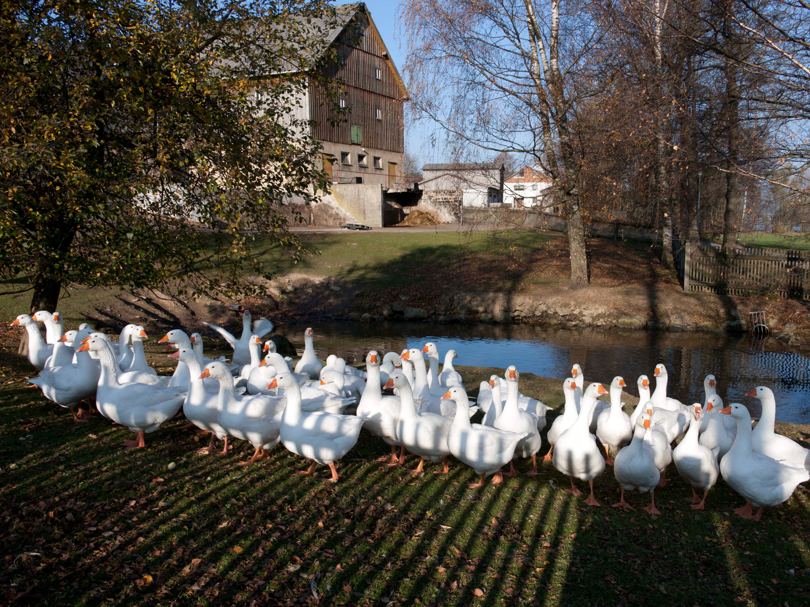 Gänsebraten, fränkische Art - Genussregion Oberfranken