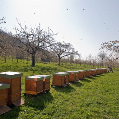 Honig aus Oberfranken