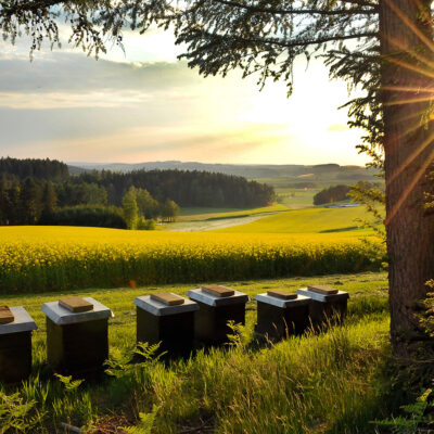 Honig aus dem Fichtelgebirge