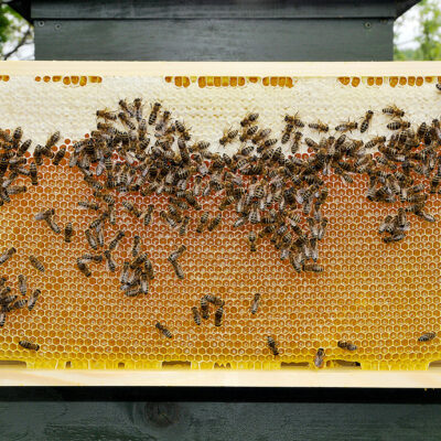 Honig aus dem Fichtelgebirge