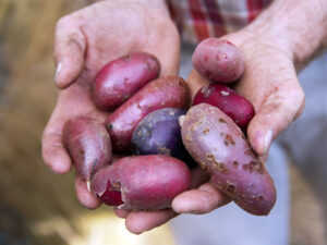 Kartoffeln alter und neuer Sorten aus Oberfranken