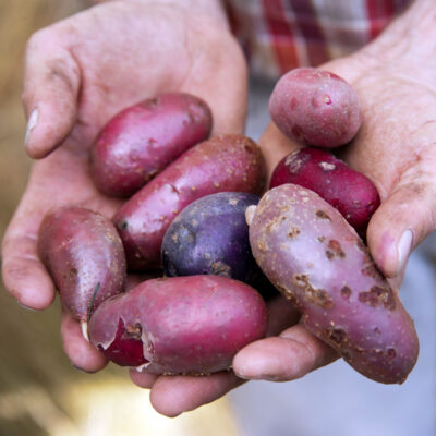 Kartoffeln alter und neuer Sorten aus Oberfranken