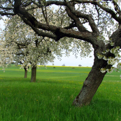 Kirschen aus der Fränkischen Schweiz