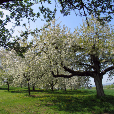 Kirschen aus der Fränkischen Schweiz