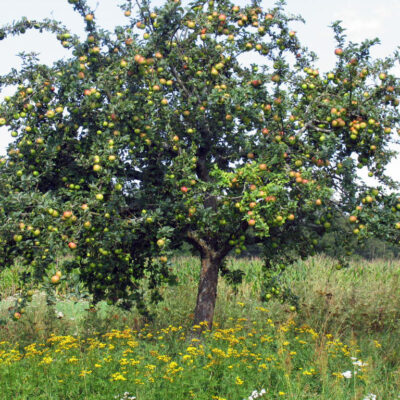 Obst von Streuobstwiesen aus Oberfranken