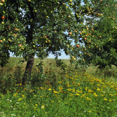 Obst von Streuobstwiesen aus Oberfranken