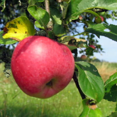 Obst von Streuobstwiesen aus Oberfranken