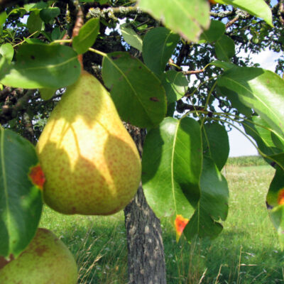 Obst von Streuobstwiesen aus Oberfranken