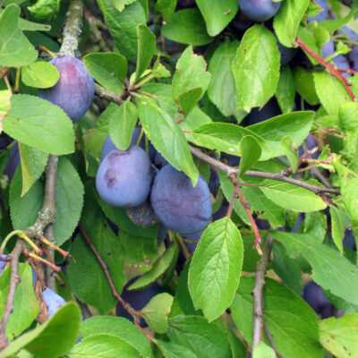 Obst von Streuobstwiesen aus Oberfranken