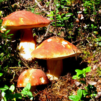 Pilze aus oberfränkischen Wäldern und Wiesen