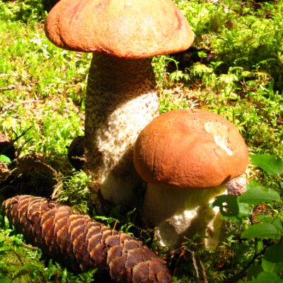 Pilze aus oberfränkischen Wäldern und Wiesen