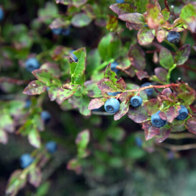 Schwarzbeeren aus oberfränkischen Wäldern