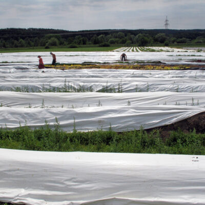 Spargel aus oberfränkischem Anbau