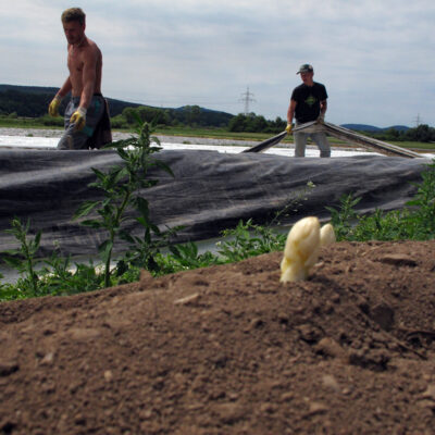 Spargel aus oberfränkischem Anbau