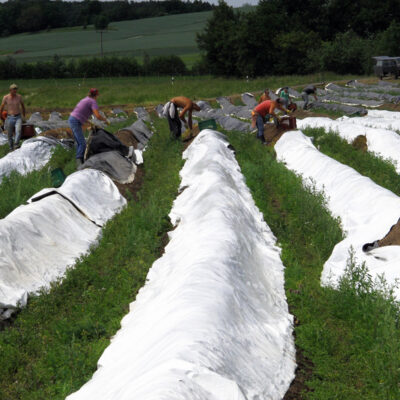 Spargel aus oberfränkischem Anbau