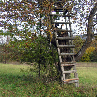 Walnüsse aus Oberfranken