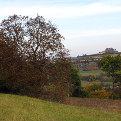 Walnüsse aus Oberfranken