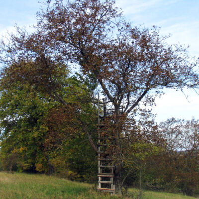 Walnüsse aus Oberfranken