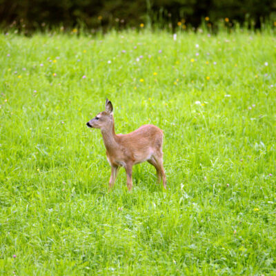 Wildbret aus oberfränkischen Wäldern