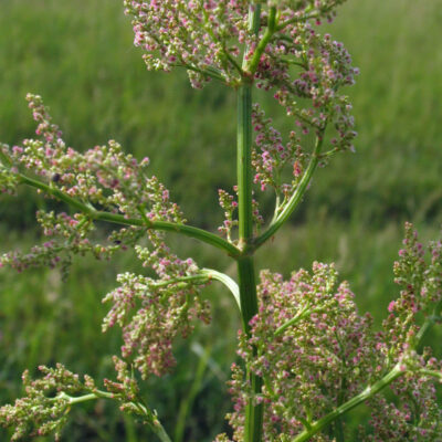 Wildkräutersuppe