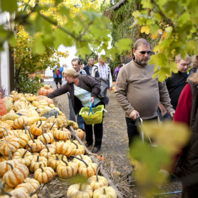 Altendorf: Zum Kürbisfest ins Kürbisdorf