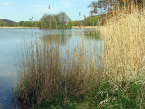 Fische aus Oberfranken