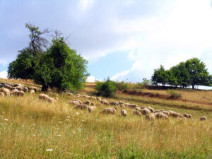 Landwirtschaft in Oberfranken - Lämmer, Schafe und Frankenvieh