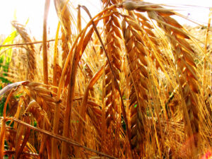 Landwirtschaft in Oberfranken