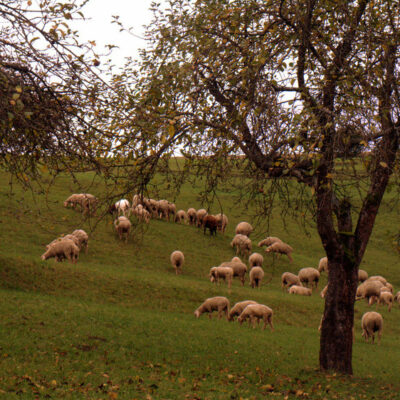 Bad Staffelstein: Pilgern, Wandern und Wallfahren rund um die Adam Riese Stadt