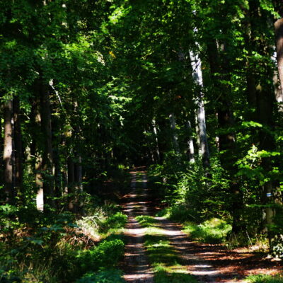 Bad Staffelstein: Wild auf Wild