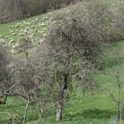 Banz: Besuch in der klösterlichen Streuobstanlage