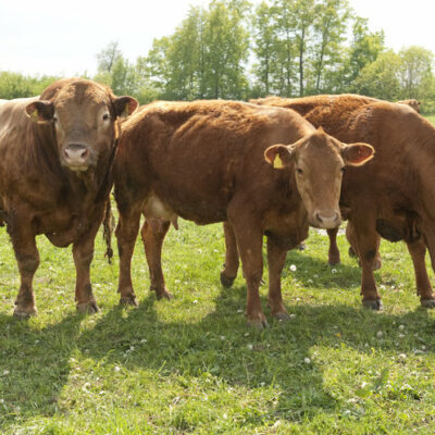 Bayreuth: Landwirtschaft erleben in den landwirtschaftlichen Lehranstalten des Bezirks Oberfranken