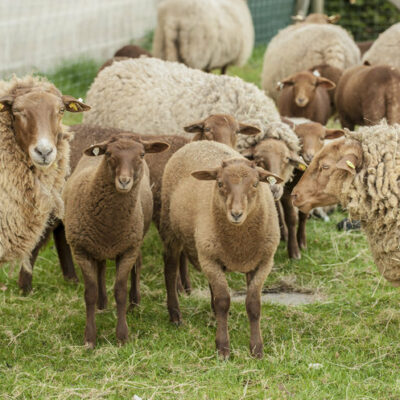 Bayreuth: Landwirtschaft erleben in den landwirtschaftlichen Lehranstalten des Bezirks Oberfranken