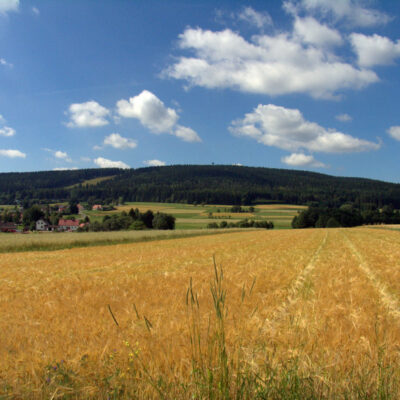 Fichtelgebirge (Naturpark): Pflanze des Monats