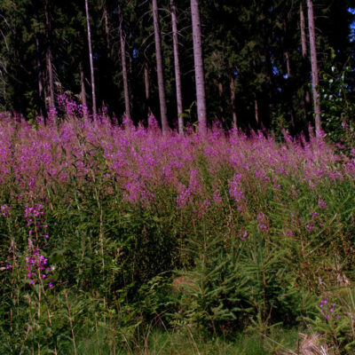 Fichtelgebirge (Naturpark): Pflanze des Monats