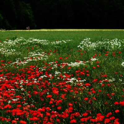 Fichtelgebirge (Naturpark): Pflanze des Monats