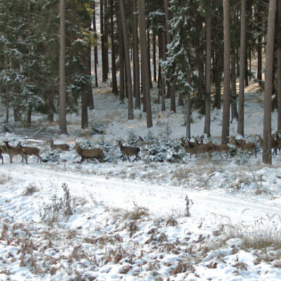 Fichtelgebirge: Wilde Wochen im Fichtelgebirge