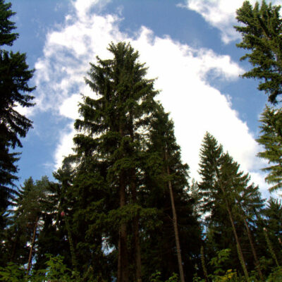 Fichtelgebirge: Wilde Wochen im Fichtelgebirge