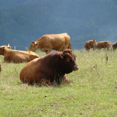 Frankenwald (Naturpark): Vie(h)lfalt Frankenwald