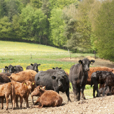 Frankenwald (Naturpark): Vie(h)lfalt Frankenwald