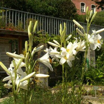 Himmelkron: Zum Kräutergarten im Kloster